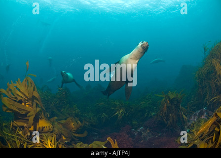 Australien leoni di mare Neophoca cinerea Tasmania Australia Foto Stock