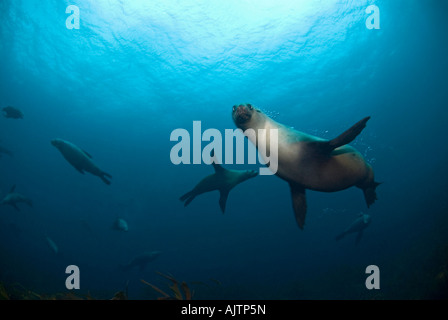 Australien leoni di mare Neophoca cinerea Tasmania Australia Foto Stock