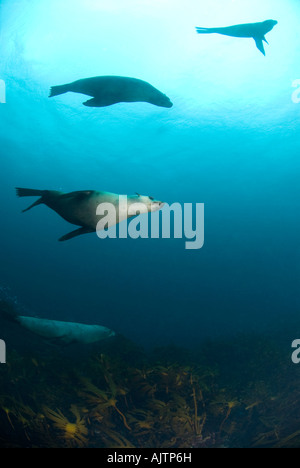 Australien leoni di mare Neophoca cinerea Tasmania Australia Foto Stock