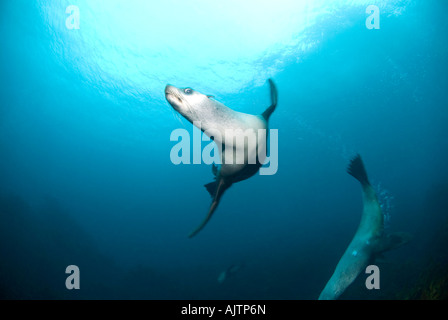 Australien leoni di mare Neophoca cinerea Tasmania Australia Foto Stock