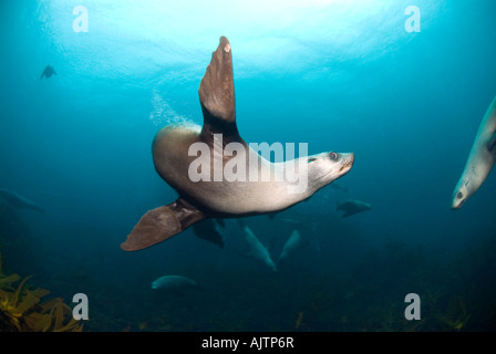 Australien leoni di mare Neophoca cinerea Tasmania Australia Foto Stock