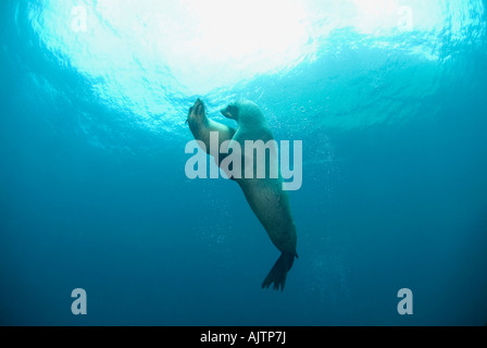 Australien leoni di mare Neophoca cinerea Tasmania Australia Foto Stock