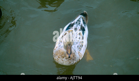 Femmina Mallard Duck Aylesbury in Inghilterra Foto Stock