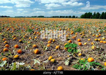 La zucca agriturismo vicino a Downham Market East Anglia UK Foto Stock