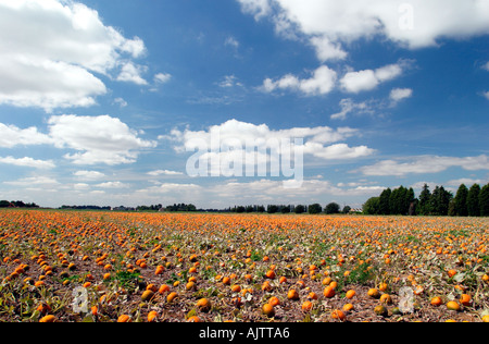 La zucca agriturismo vicino a Downham Market East Anglia UK Foto Stock