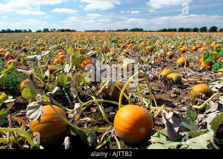 La zucca agriturismo vicino a Downham Market East Anglia UK Foto Stock