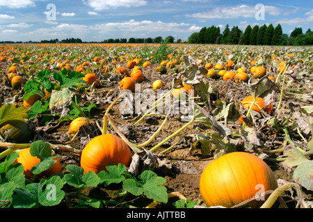 La zucca agriturismo vicino a Downham Market East Anglia UK Foto Stock