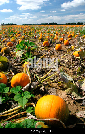 La zucca agriturismo vicino a Downham Market East Anglia UK Foto Stock