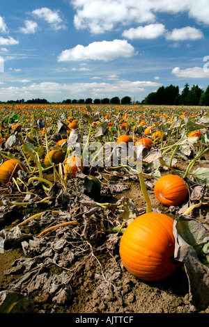 La zucca agriturismo vicino a Downham Market East Anglia UK Foto Stock