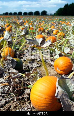 La zucca agriturismo vicino a Downham Market East Anglia UK Foto Stock