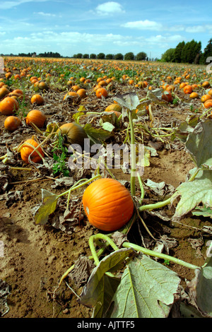 La zucca agriturismo vicino a Downham Market East Anglia UK Foto Stock