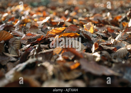 Foglie di autunno a terra Foto Stock