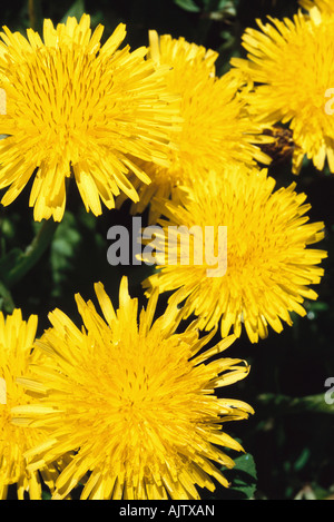 Fiori di dente di leone Foto Stock