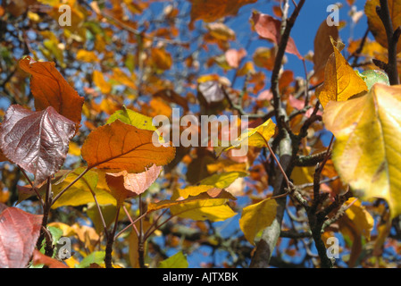 Foglie di autunno Foto Stock