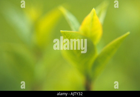 Impressionistica close up retroilluminato giovane fresca la germogliazione delle foglie di forma ovale lasciato privet o Ligustrum ovalifolium hedge Foto Stock