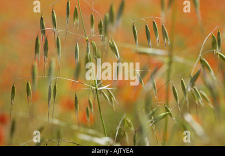 Chiudere fino ad uno stelo di Wild Oat o Avena fatua in un campo con papaveri comune o Papaver rhoeas in background Foto Stock