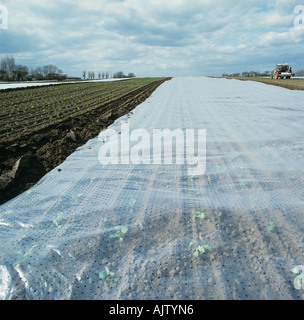 Piantine trapiantate cavolfiori sotto il foglio di politene Lincolnshire Foto Stock