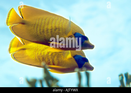 Una coppia di giallo Butterflyfish mascherato prendere un tour del cielo della loro reef di Marsa Alam regione del Mar Rosso egiziano. Foto Stock