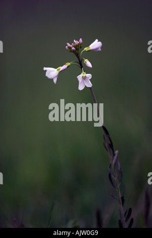 "Fiore del cuculo " o " Lady's Smock' [cardamine pratensis], 'close up' selvaggio fiore contro [sfondo verde scuro], England, Regno Unito Foto Stock