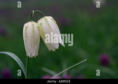 Bianco nakes 'testa' Fritillary [Fritillaria meleagris], due spioventi fiori bagnati con [gocce di pioggia], "close up", England, Regno Unito Foto Stock