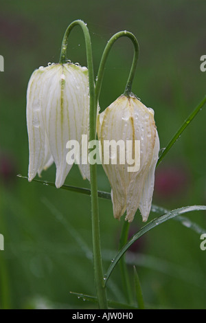 Bianco nakes 'testa' Fritillary [Fritillaria meleagris], due spioventi fiori bagnati con [gocce di pioggia], "close up", England, Regno Unito Foto Stock