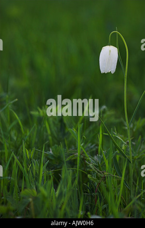 Bianco nakes 'testa' Fritillary [Fritillaria meleagris], "close up' Fiore in erba verde, "Prato Nord', Cricklade, England, Regno Unito Foto Stock