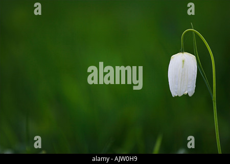 Bianco nakes 'testa' Fritillary [Fritillaria meleagris] contro [sfondo verde], "Prato Nord', Cricklade, England, Regno Unito Foto Stock