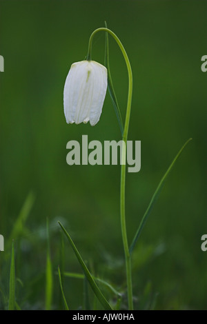 Bianco nakes 'testa' Fritillary [Fritillaria meleagris], "close up' Fiore in erba verde, "Prato Nord', Cricklade, England, Regno Unito Foto Stock