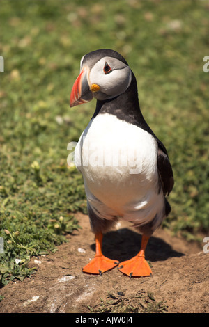 Puffin [Fratercula arctica], [Skomer Island], Pembrokeshire, Wales, Regno Unito, grazioso uccello colorato in piedi sul suolo, 'close up' Foto Stock