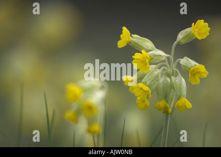 Cowslip [Primula veris], "close up' del fiore giallo che cresce in campo, molla, England, Regno Unito Foto Stock