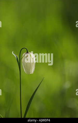 Bianco nakes 'testa' Fritillary [Fritillaria meleagris], 'close up' di fiori selvatici che crescono in campo, England, Regno Unito Foto Stock