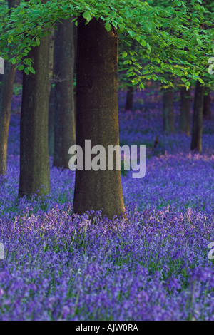 Bluebells [Hyacinthoides non scripta] e [Faggi] [Fagus sylvatica], molla woodland, England, Regno Unito Foto Stock