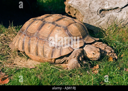 African Spur-Thighed tartaruga (Geochelone sulcata) Foto Stock