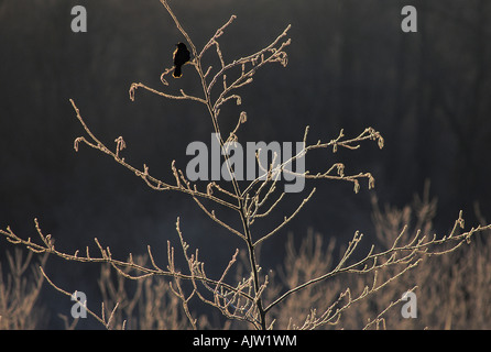 Merlo su alder con trasformata per forte gradiente frost Foto Stock