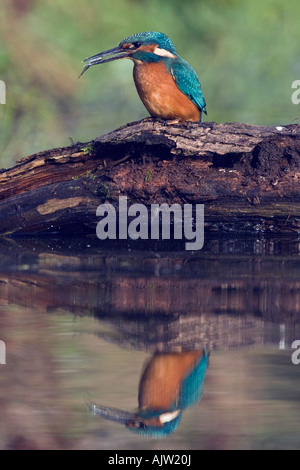 Martin pescatore Alcedo atthis sul log con il pesce nel becco e riflesso nell'acqua Potton Bedfordshire Foto Stock