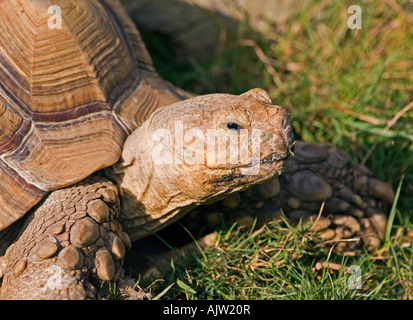 African Spur-Thighed tartaruga (Geochelone sulcata) Foto Stock