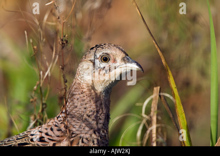 Gallina Fagiana Phasianus colchicus testa nel fogliame Potton Bedfordshire Foto Stock