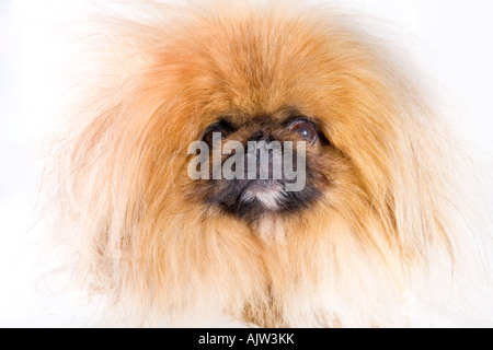 Pekingese dog avente un brutto giorno per capelli Foto Stock