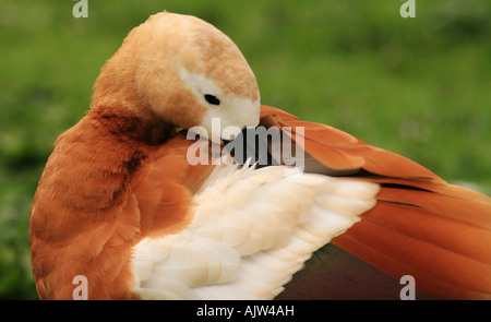 Femmina di Casarca (Tadorna ferruginea) Foto Stock