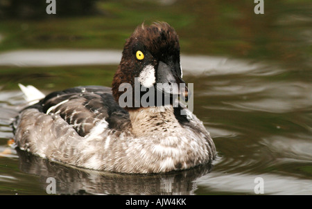 Goldeneye Drake (Bucephala clangula) Foto Stock