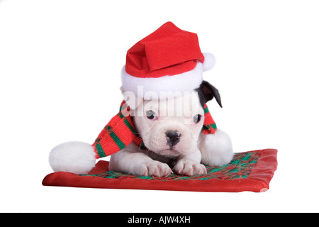 Bulldog francese cucciolo con cappello di Natale e sciarpa sul plaid coperta Foto Stock