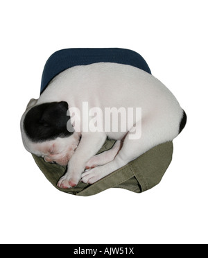 Bulldog francese cucciolo dorme in hat isolato su bianco Foto Stock