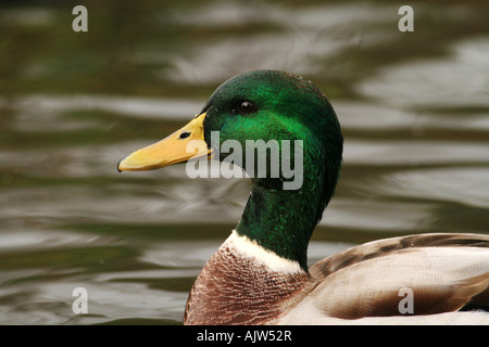 Mallard Drake (Anas platyrhynchos) Foto Stock