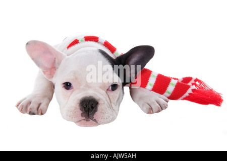 Adorable bulldog francese cucciolo indossando il bianco e il rosso sciarpa intorno al collo disteso in appoggio isolato su bianco Foto Stock