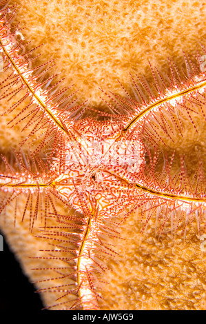 Stella fragile Ophiothrix sp Yap Micronesia Oceano Pacifico Foto Stock