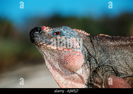 Allans Cay Rock Iguana Foto Stock