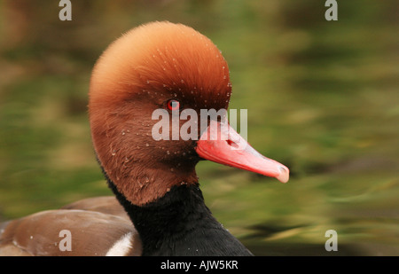 Red Crested Pochard Drake ( Netta ruffina ) Foto Stock