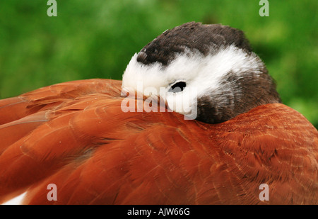 South African Casarca ( Tadorna cana ) Foto Stock