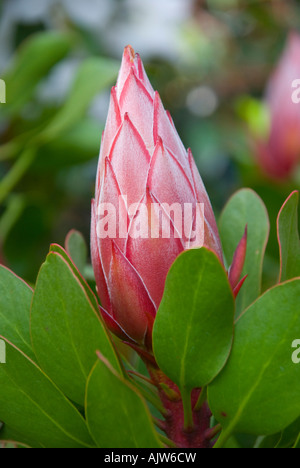 Un fiore di protea varietà Piccolo Principe Foto Stock