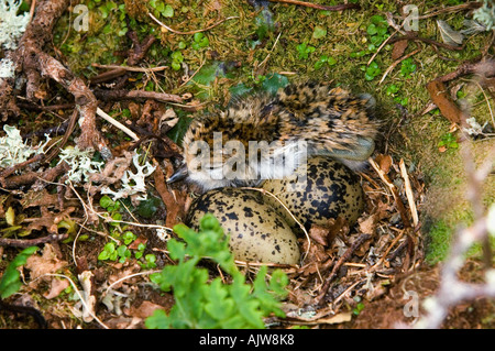 Nuova Zelanda dotterel Foto Stock